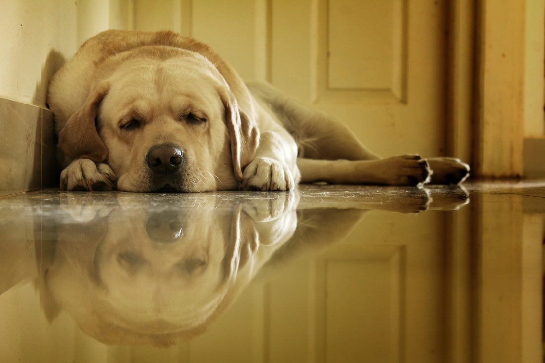 How to Help Your Dog Cope With Anxiety: Natural Tips That Work