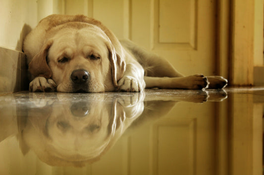 How to Help Your Dog Cope With Anxiety: Natural Tips That Work