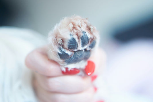 Protecting Your Dog's Paws in Hot Weather: Asphalt Isn’t Their Friend