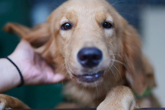 Itchy Dog? Here’s What Might Be Causing It (And How Omega-3 Can Help)