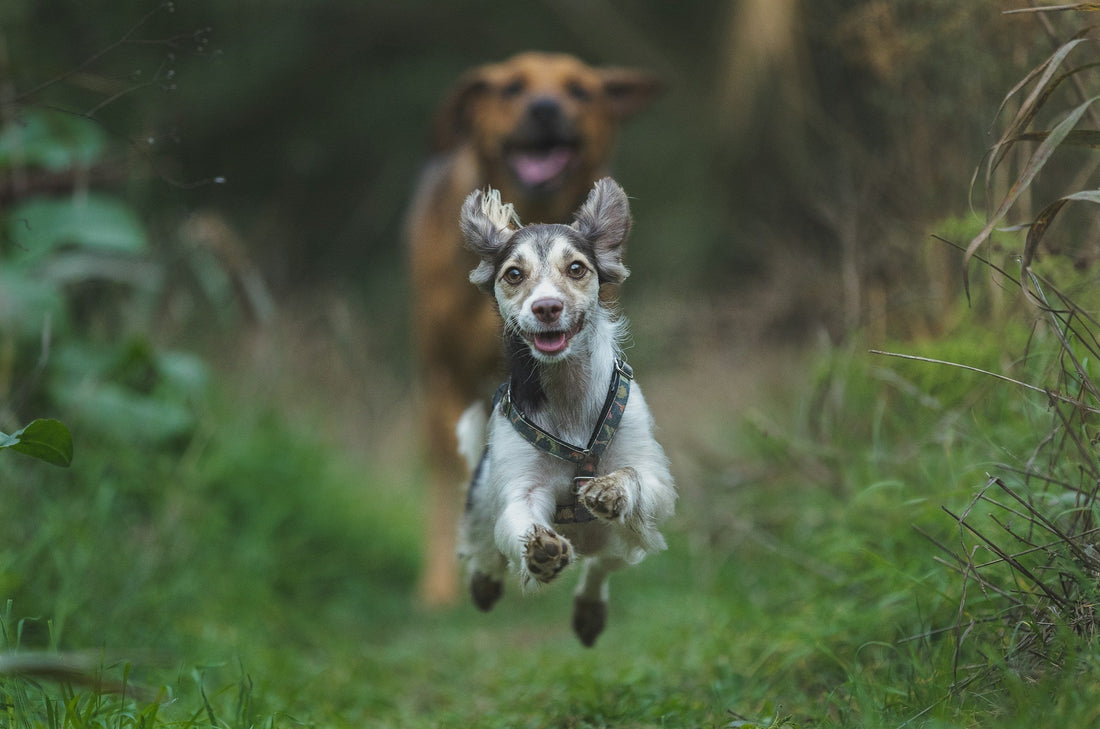 Keep Your Dog’s Joints Healthy — From Puppy to Senior with Turmeric Dog Treats