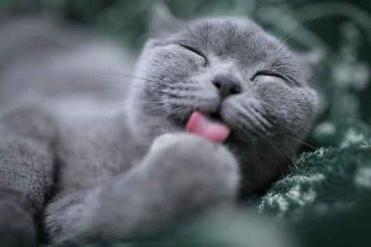Hairballs in Cats: Why They Happen (and How to Prevent Them)