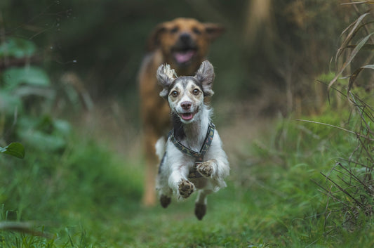 Keep Your Dog’s Joints Healthy — From Puppy to Senior with Turmeric Dog Treats